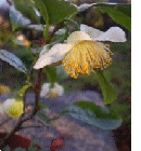 fleurs de théier