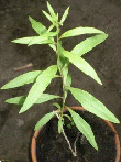 plant-goji-1-an-retreci